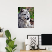 Gray Wolf Pose-168 Poster (Heimbüro)