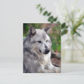 Gray Wolf Pose-168 Postkarte (Stehend Vorderseite)