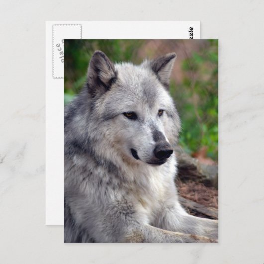 Gray Wolf Pose-168 Postkarte (Vorne/Hinten)