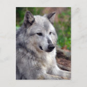 Gray Wolf Pose-168 Postkarte (Vorderseite)