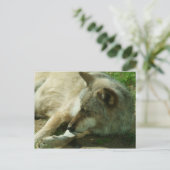 Gray Wolf Postcard Postkarte (Stehend Vorderseite)