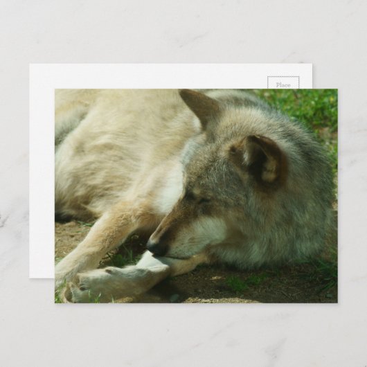 Gray Wolf Postcard Postkarte (Vorne/Hinten)