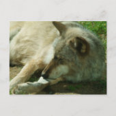 Gray Wolf Postcard Postkarte (Vorderseite)