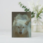 Gray Wolf Postcard Postkarte (Stehend Vorderseite)