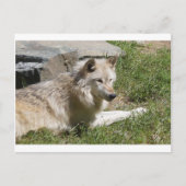 Gray Wolf Postcard Postkarte (Vorderseite)