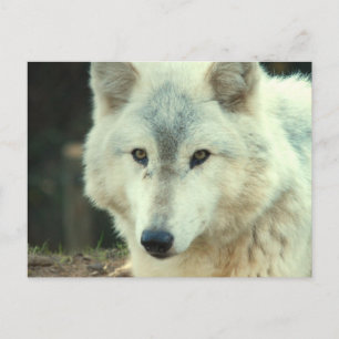 Gray Wolf Postcard Postkarte