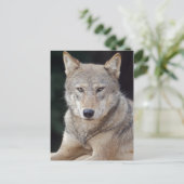 Gray Wolf Postcard Postkarte (Stehend Vorderseite)