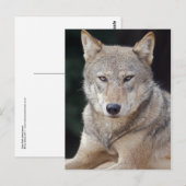 Gray Wolf Postcard Postkarte (Vorne/Hinten)