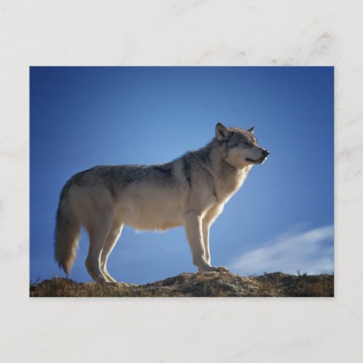 Gray Wolf Postcard Postkarte (Vorderseite)