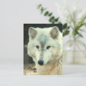 Gray Wolf Postcard Postkarte (Stehend Vorderseite)