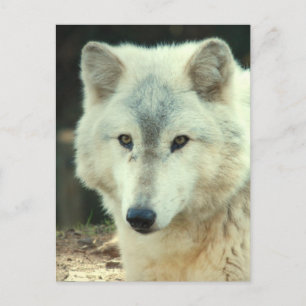 Gray Wolf Postcard Postkarte