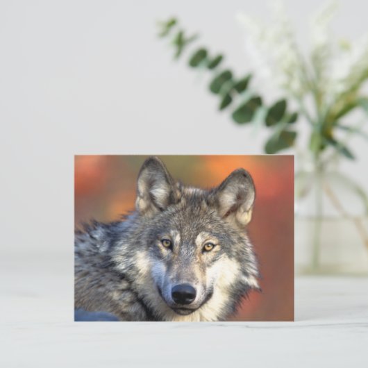 Gray Wolf Postcard Postkarte (Stehend Vorderseite)