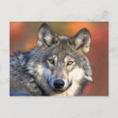 Gray Wolf Postcard Postkarte (Vorderseite)