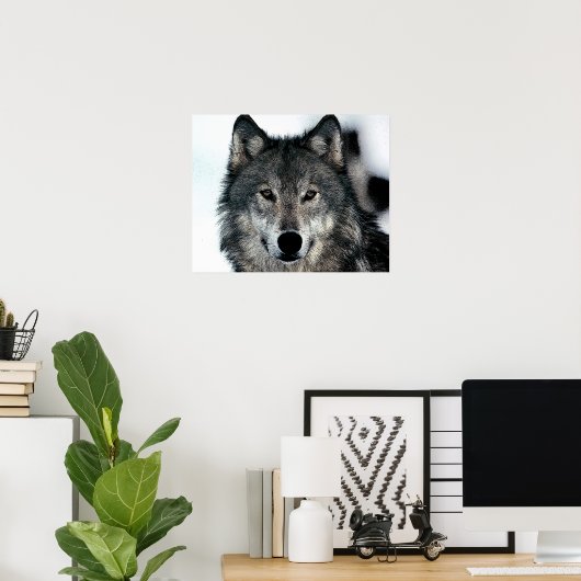 Gray Wolf Poster (Heimbüro)