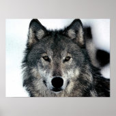 Gray Wolf Poster (Vorne)