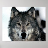 Gray Wolf Poster (Vorne)
