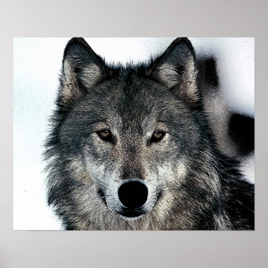 Gray Wolf Poster (Vorne)