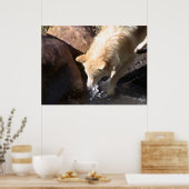 Gray Wolf Poster (Küche)