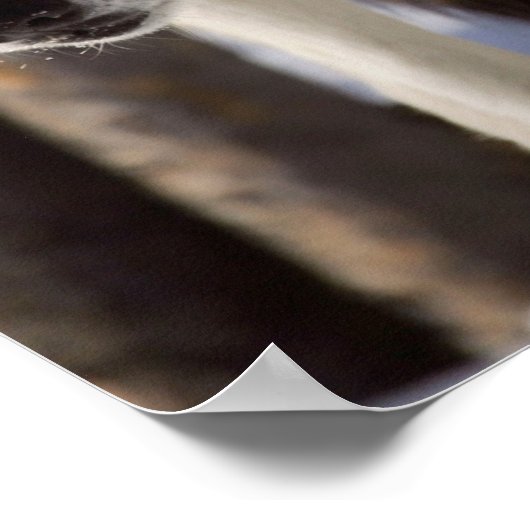 Gray Wolf Poster (Ecke)