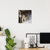 Gray Wolf Poster (Heimbüro)