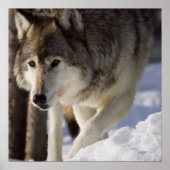 Gray Wolf Poster (Vorne)
