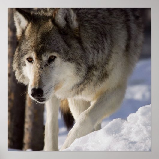 Gray Wolf Poster (Vorne)