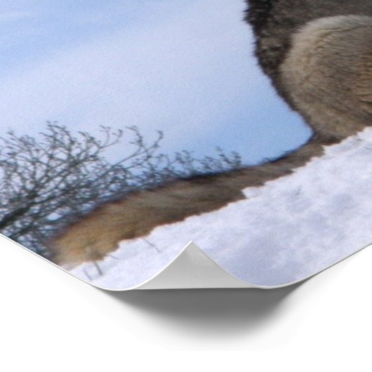 Gray Wolf Poster (Ecke)