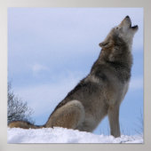 Gray Wolf Poster (Vorne)