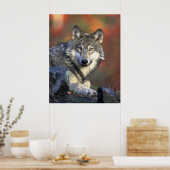 Gray Wolf Poster (Küche)