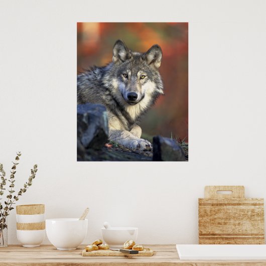 Gray Wolf Poster (Küche)