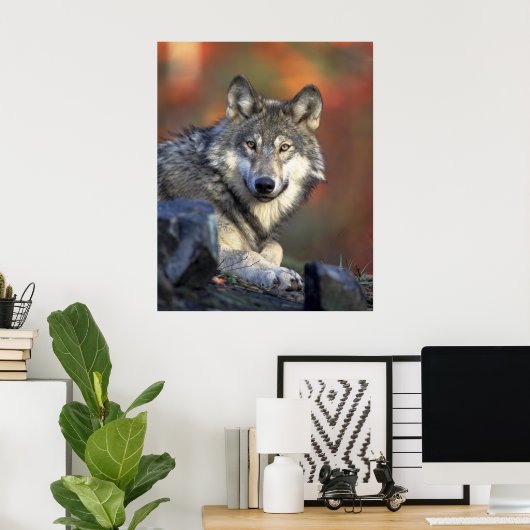 Gray Wolf Poster (Heimbüro)