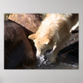 Gray Wolf Poster (Vorne)