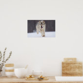 Gray Wolf Poster (Küche)