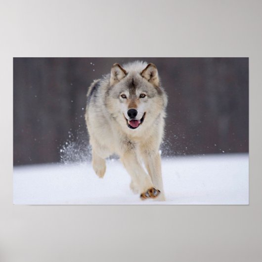 Gray Wolf Poster (Vorne)