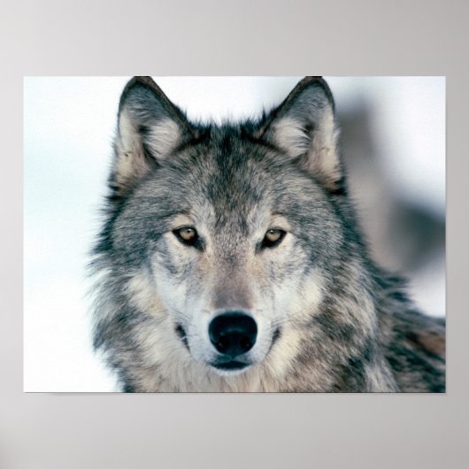 Gray Wolf Poster (Vorne)
