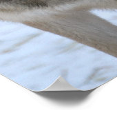 Gray Wolf Poster (Ecke)