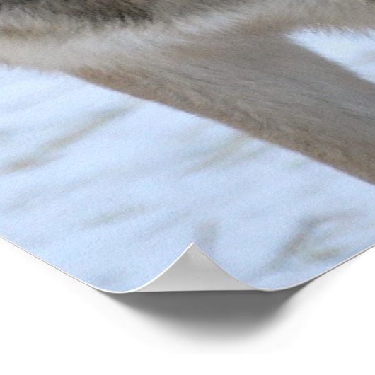 Gray Wolf Poster (Ecke)