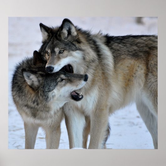 Gray Wolf Poster (Vorne)