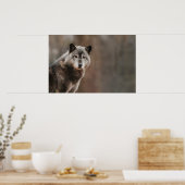 Gray Wolf Poster (Küche)
