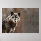 Gray Wolf Poster (Vorne)
