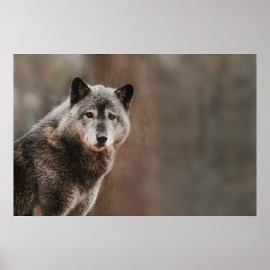 Gray Wolf Poster (Vorne)