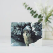 Gray Wolf Postkarte (Stehend Vorderseite)