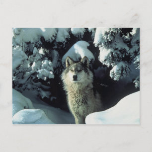 Gray Wolf Postkarte