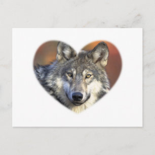 Gray Wolf Postkarte