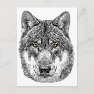 Gray Wolf Postkarte