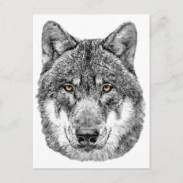 Gray Wolf Postkarte