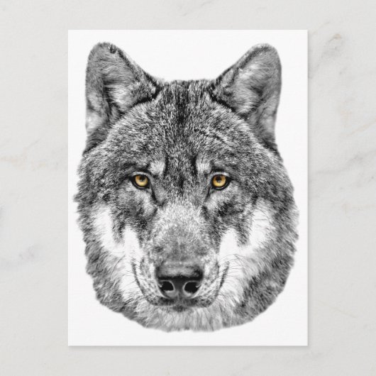 Gray Wolf Postkarte (Vorderseite)