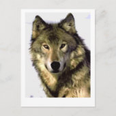 Gray Wolf Postkarte (Vorderseite)