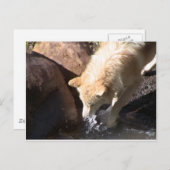 Gray Wolf Postkarte (Vorne/Hinten)