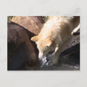 Gray Wolf Postkarte (Vorderseite)